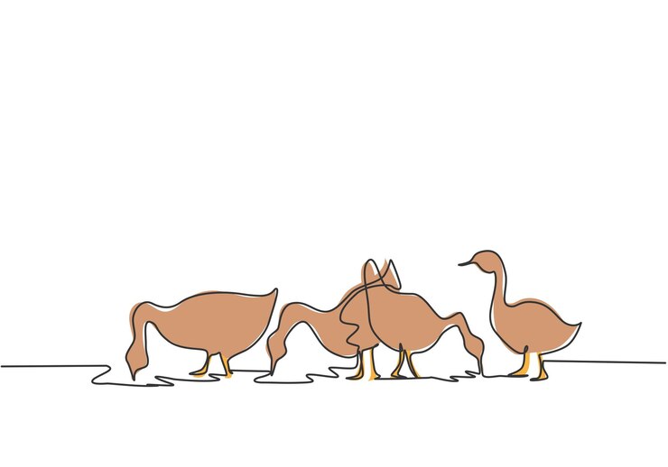 Vector single one line drawing of the geese are being fed to be healthy and produce the best eggs and meat