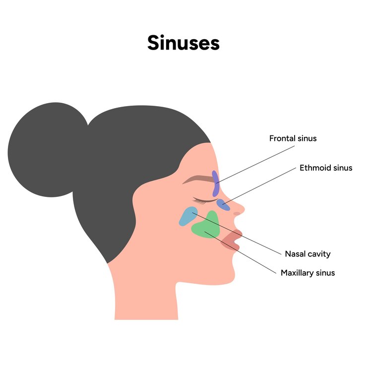 Vector sinuses anatomy nose nasal anatomy inflammation nasal cavity