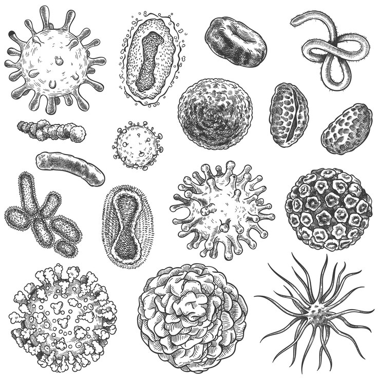 Vector sketch virus. bacteria, coronavirus germ biology micro organic elements. covid-19 viruses, cancer cells hand drawn engraving vector set. illustration germ micro, covid-19 drawn sketch microbe