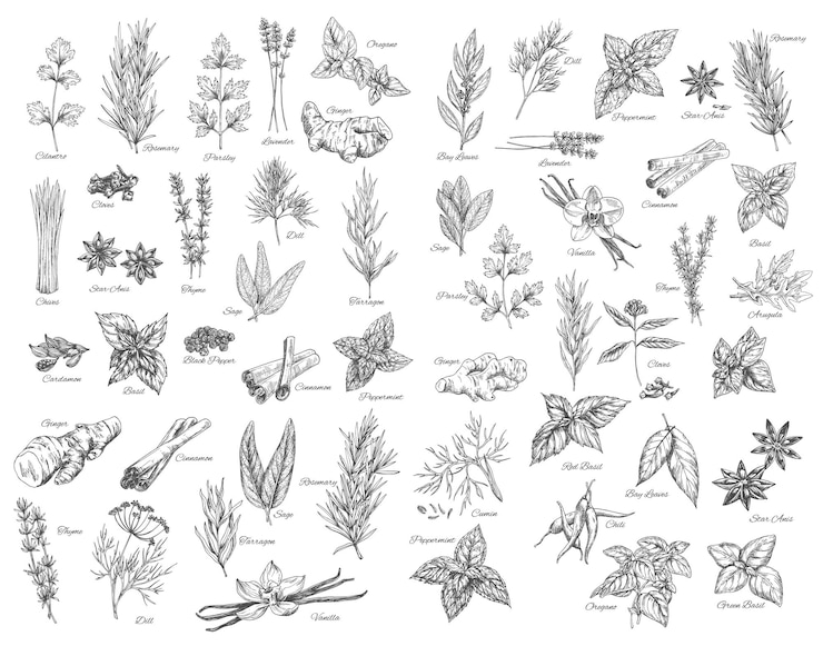 Vector sketsa vektor rempah-rempah, bumbu dapur, dan penyedap rasa