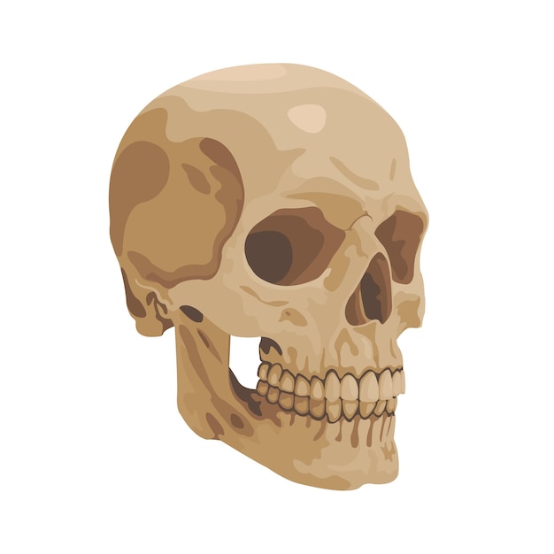 Skull Bone Vector flat design graphic 2d HD