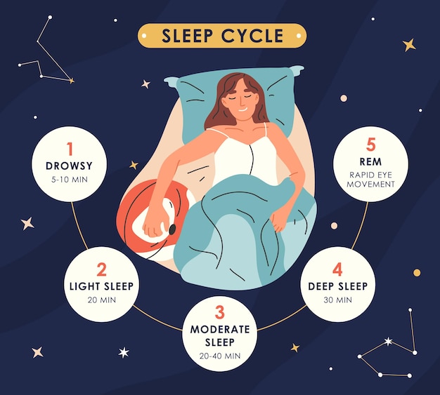 Sleep cycles infographic nighttime resting stages healthy sleep phases vector concept illustration