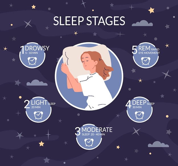 Sleep stages Sleeping cycle routine science infographic stage healthy natural properly rest rem phase night deep dream concept sleeped woman cartoon character vector illustration