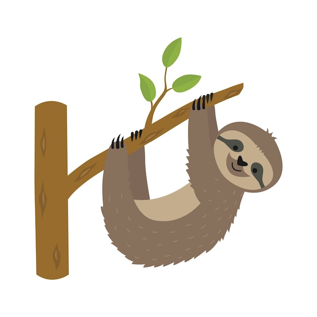 Sloth hanging on tree branch