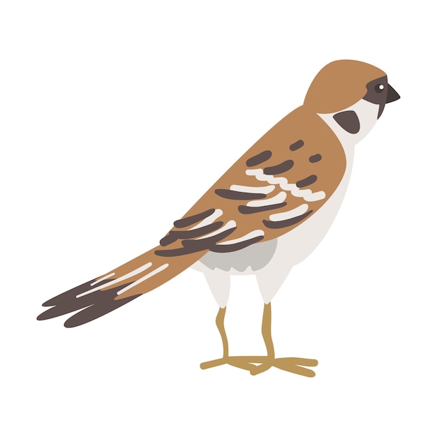 sparrow as brown and grey small passerine bird with short tail standing vector illustration