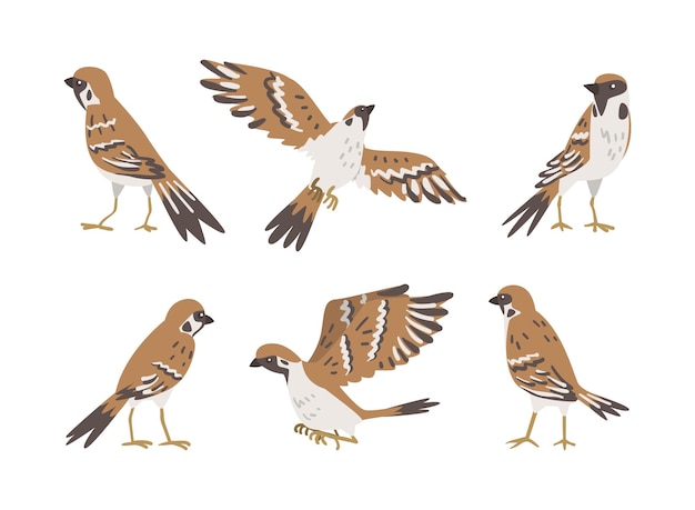 sparrow as brown and grey small passerine bird with short tail vector set