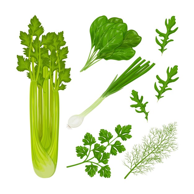 Spicy herbs from the garden a set of medicinal herbs such as parsley spinach dill arugula and also v