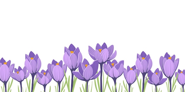 Spring banner with purple crocus first flowers Horizontal background with space for text