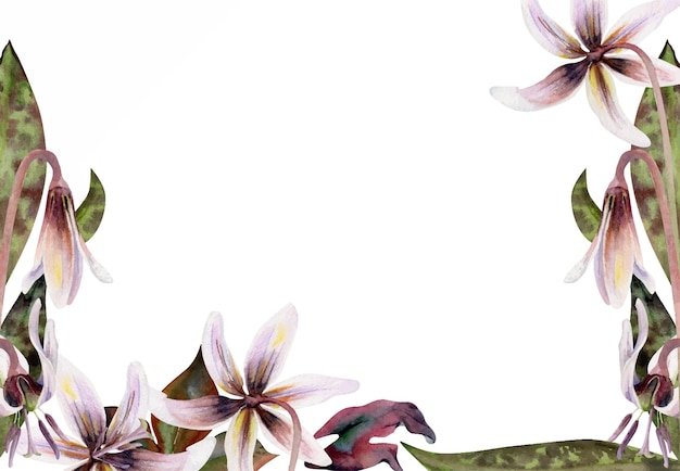 Spring flower fawn trout lily buds with stem spotted green leaves erythronium isolated botanical