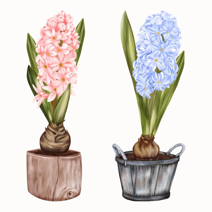 Vector spring pots with blue and yellow flowers hyacinths