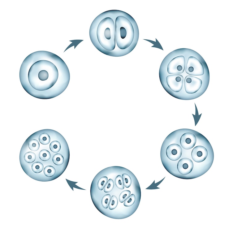 Vector stages of human embryonic development circular scheme
