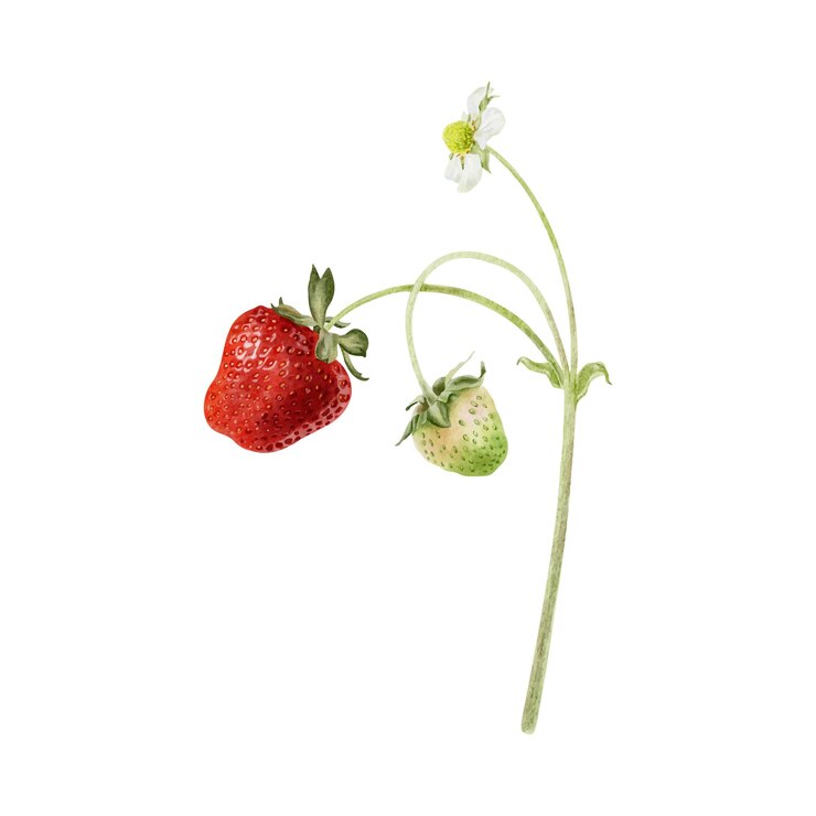 Vector strawberry branch with fruits and flowers ripening strawberries on a stalk isolated hand drawn watercolor illustration botanical element for package cosmetic textile cards agribusiness