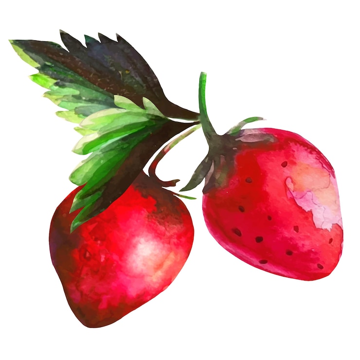 Vector strawberry fruit with green leaves akarelna illustration