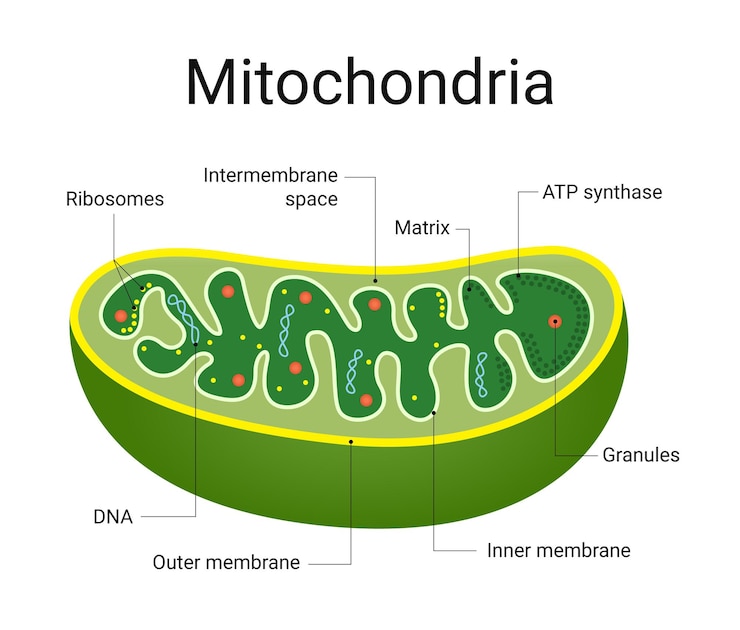 Vector structure diagram of microbiology mitochondria