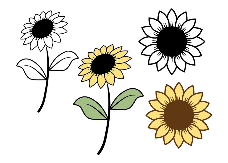 Sunflowers hand drawn isolated on a white background Vector illustration minimalist style