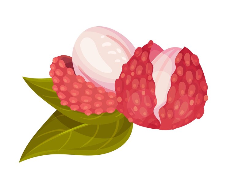 Vector sweet flesh of litchi fruit in rough red rind vector illustration