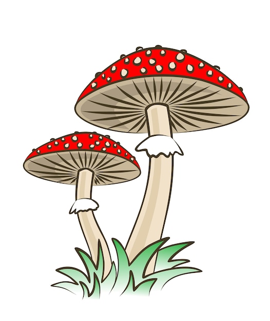 The forest mushrooms with a green grass