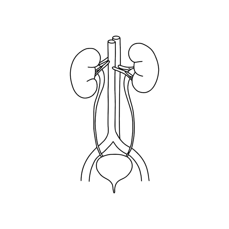 Vector the human urinary system drawn by lines on white background