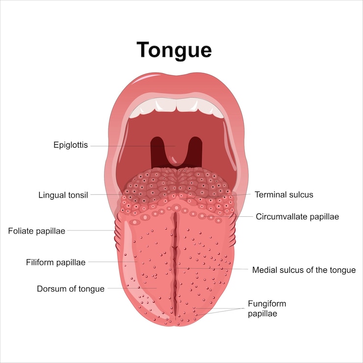 Vector tongue labelled illustration
