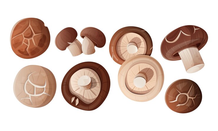 Vector top view set of fresh shiitake mushrooms