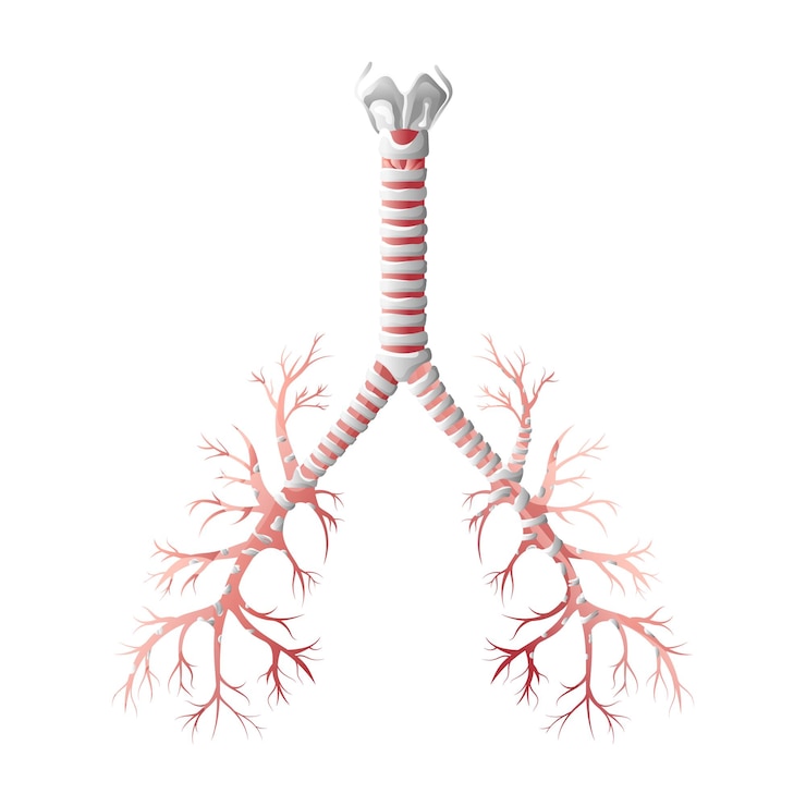 Vector trachea medical diagram vector illustration