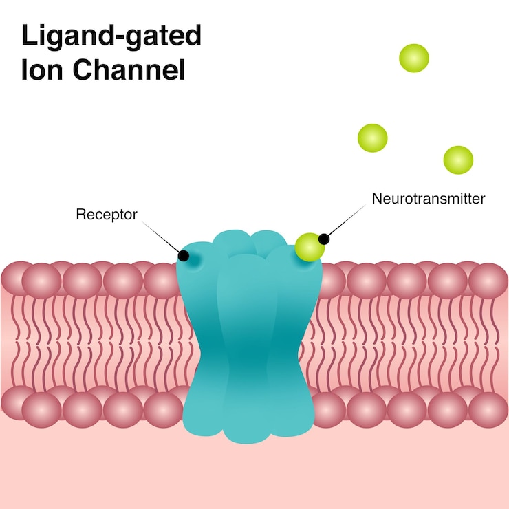 Vector transmembrane ligand-gated ion channel vector diagram