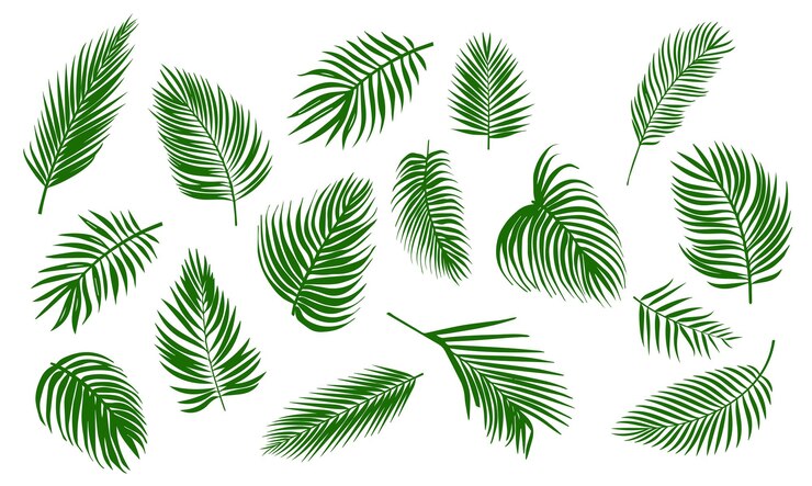 Tropical coconut leaves background