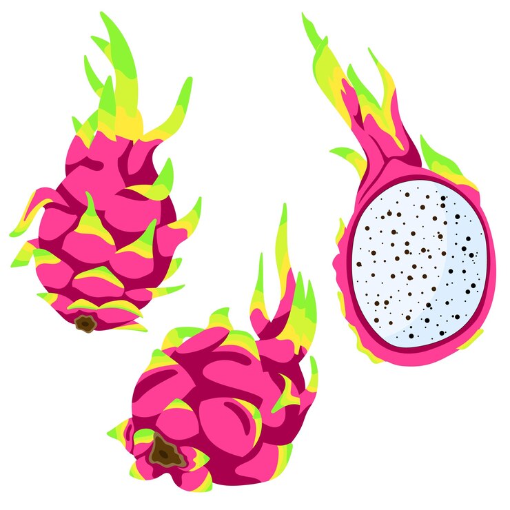 Tropical dragon fruit vector set of elements