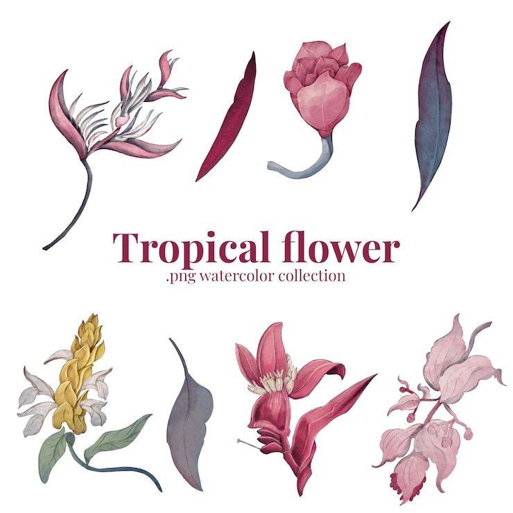 Vector tropical flower watercolor illustration