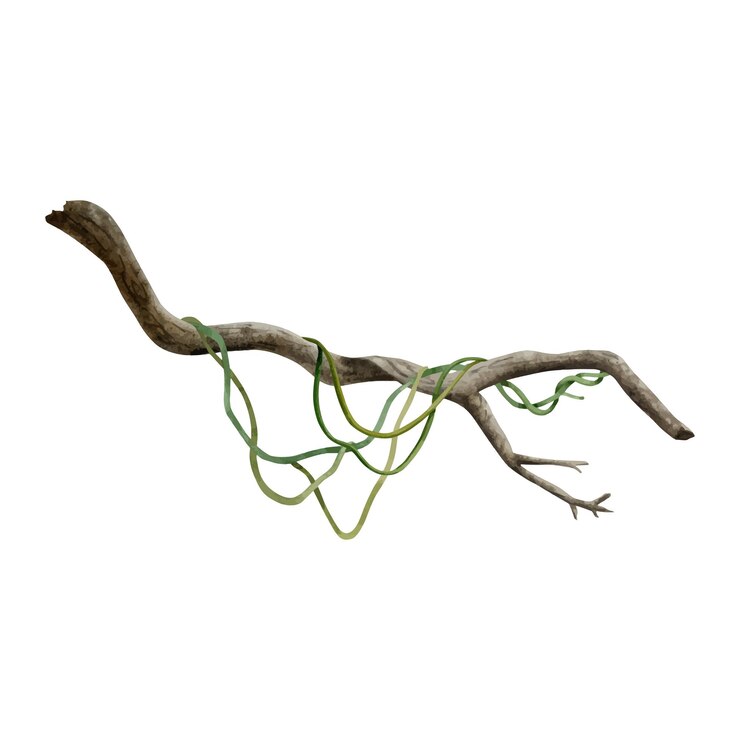 Vector tropical tree branch with liana vine plants vector illustration for realistic jungle designs