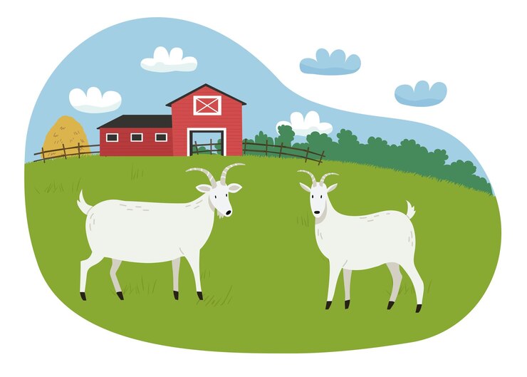 Vector two goats graze in a meadow red farm in the background farm animals
