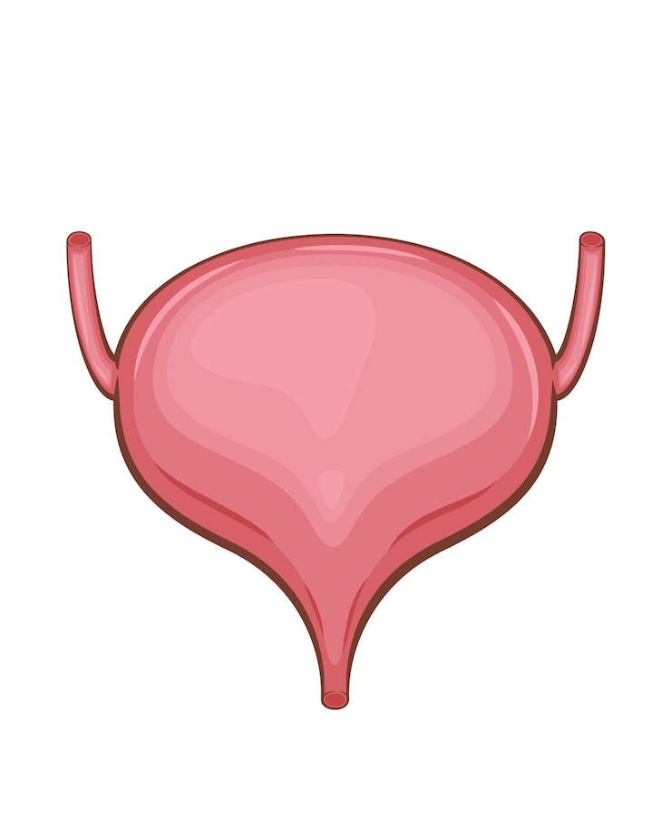 Urinary Bladder Isolated Human internal organ Anatomical Illustration Science medicine biology