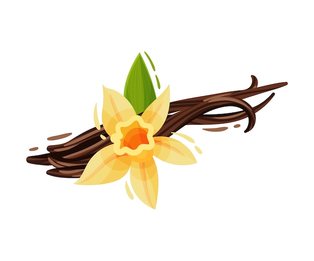 vanilla flower and dried sticks isolated on white background vector composition