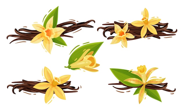 vanilla flowers and pods or sticks isolated on white background vector set