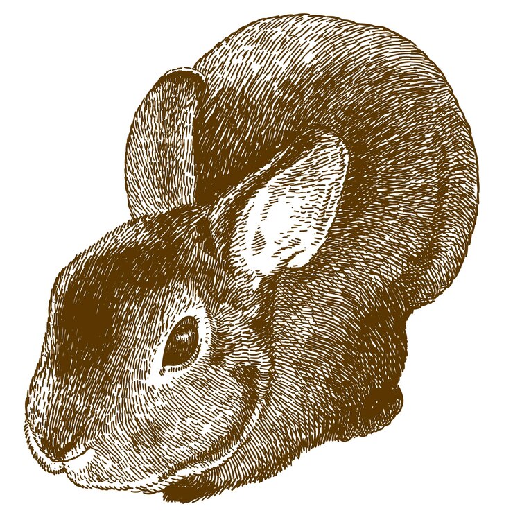 Vector vector antique engraving drawing illustration of fluffy bunny isolated on white background