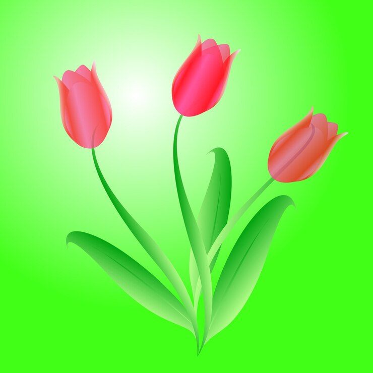 Vector vector bouquet from three beautiful tulips