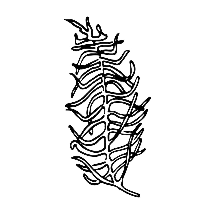 Vector vector branch and leave hand drawn floral elements black outline plant on white background vintage botanical doodle illustrations