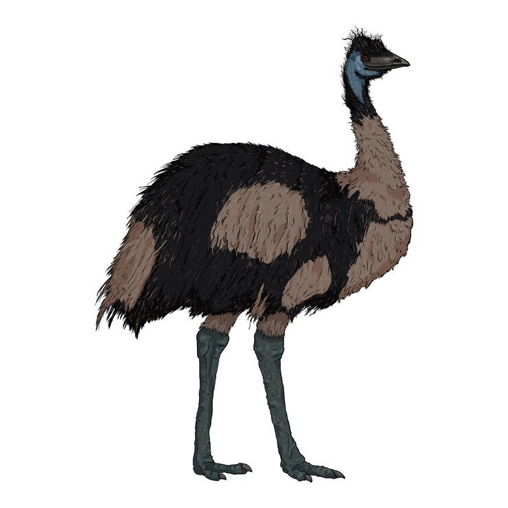 Vector vector cartoon emu full body illustration