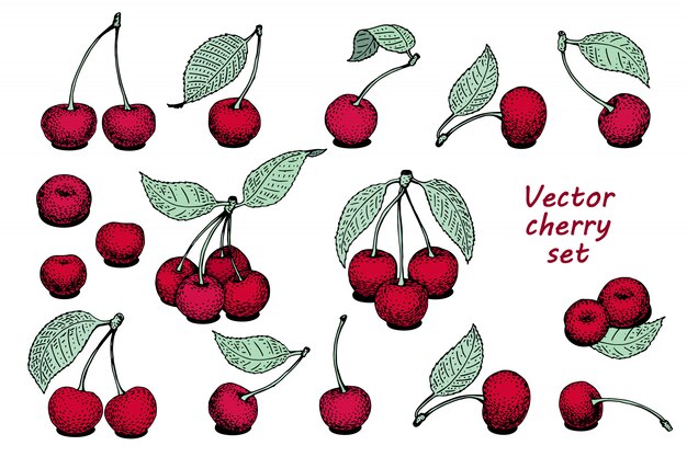 Vector cherry background template. 