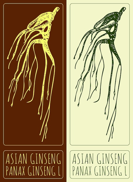 vector drawing asian ginseng hand drawn illustration the latin name is panax ginseng l