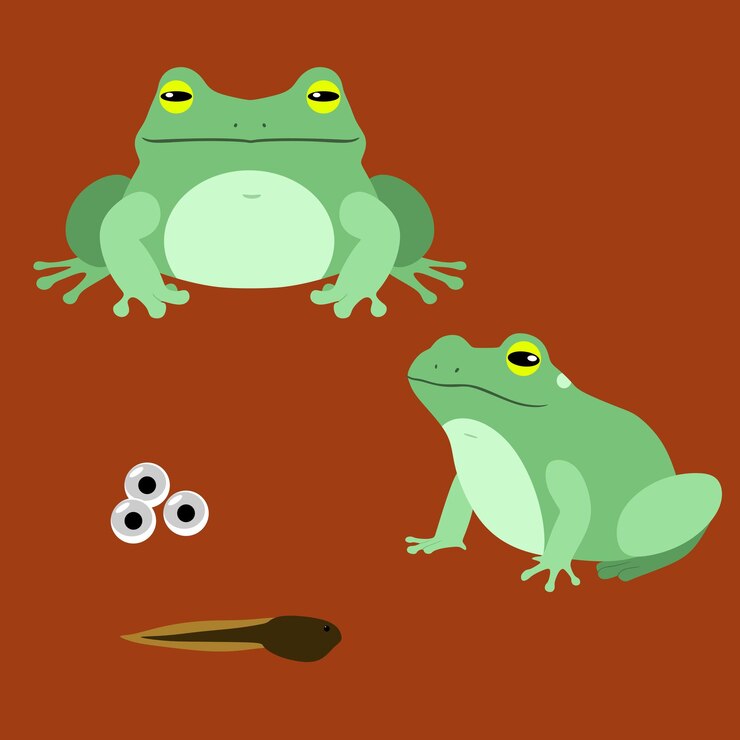 Vector vector drawing of the life cycle of a frog two green frogs a tadpole and frog eggs