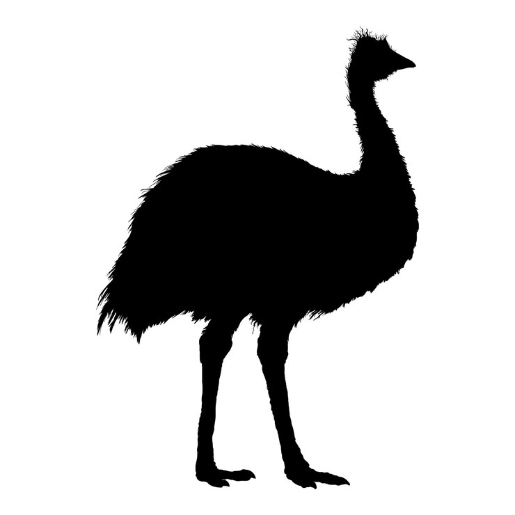 Vector vector emu silhouette full body illustration