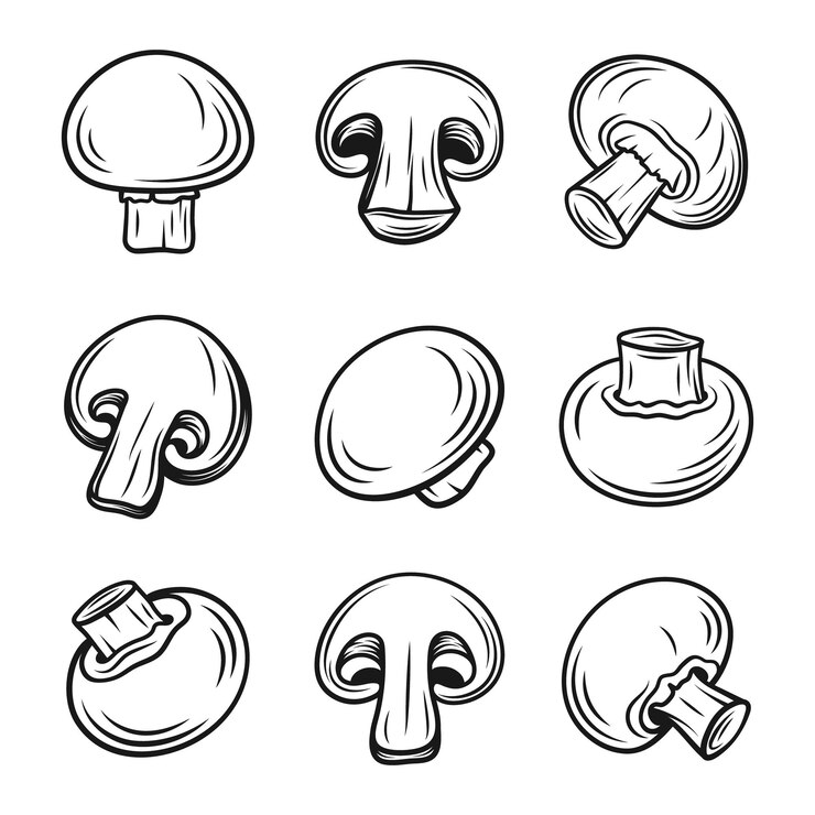 Vector vector hand drawn black and white monochrome champignon with outline set cartoon champignon mushrooms design template clipart agaricus campestris