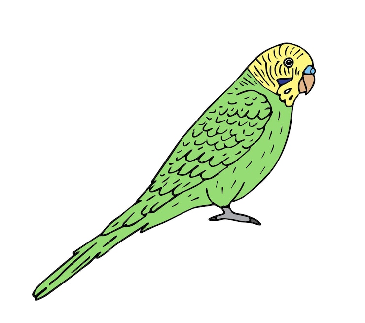 Vector vector hand drawn budgie parrot