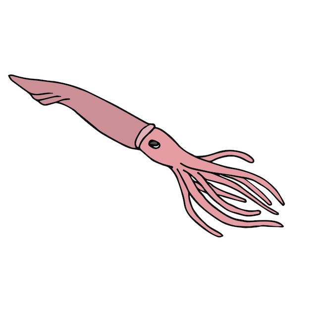 vector hand drawn doodle sketch colored squid
