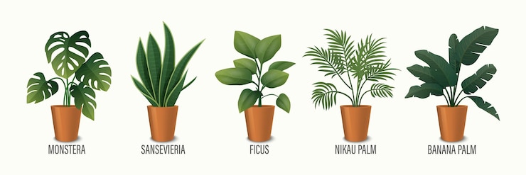 Vector vector house plant in pot icon set monstera sansevieria banana palm ficus rhopalostylis nikau palm in pots isolated on white houseplants collection interior plants vector illustration