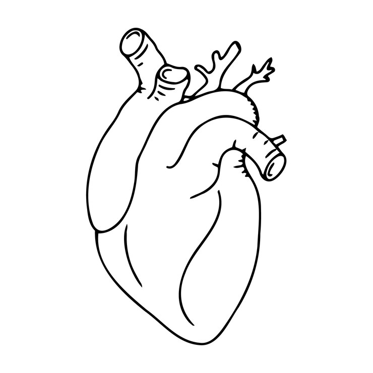 Vector vector illustration of a human heart anatomical heart