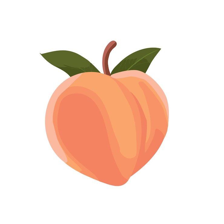 Vector vector illustration of a peach