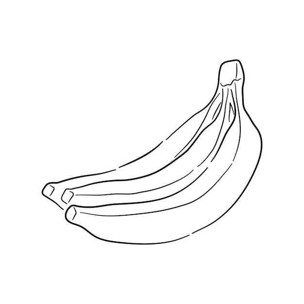 Vector illustration of a shiitake in a doodle style with a handdrawn black sketch
