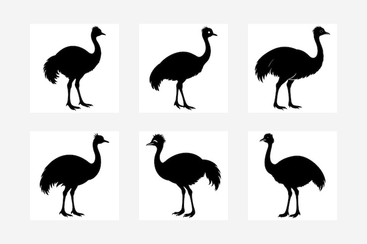 Vector vector illustration of emu silhouette